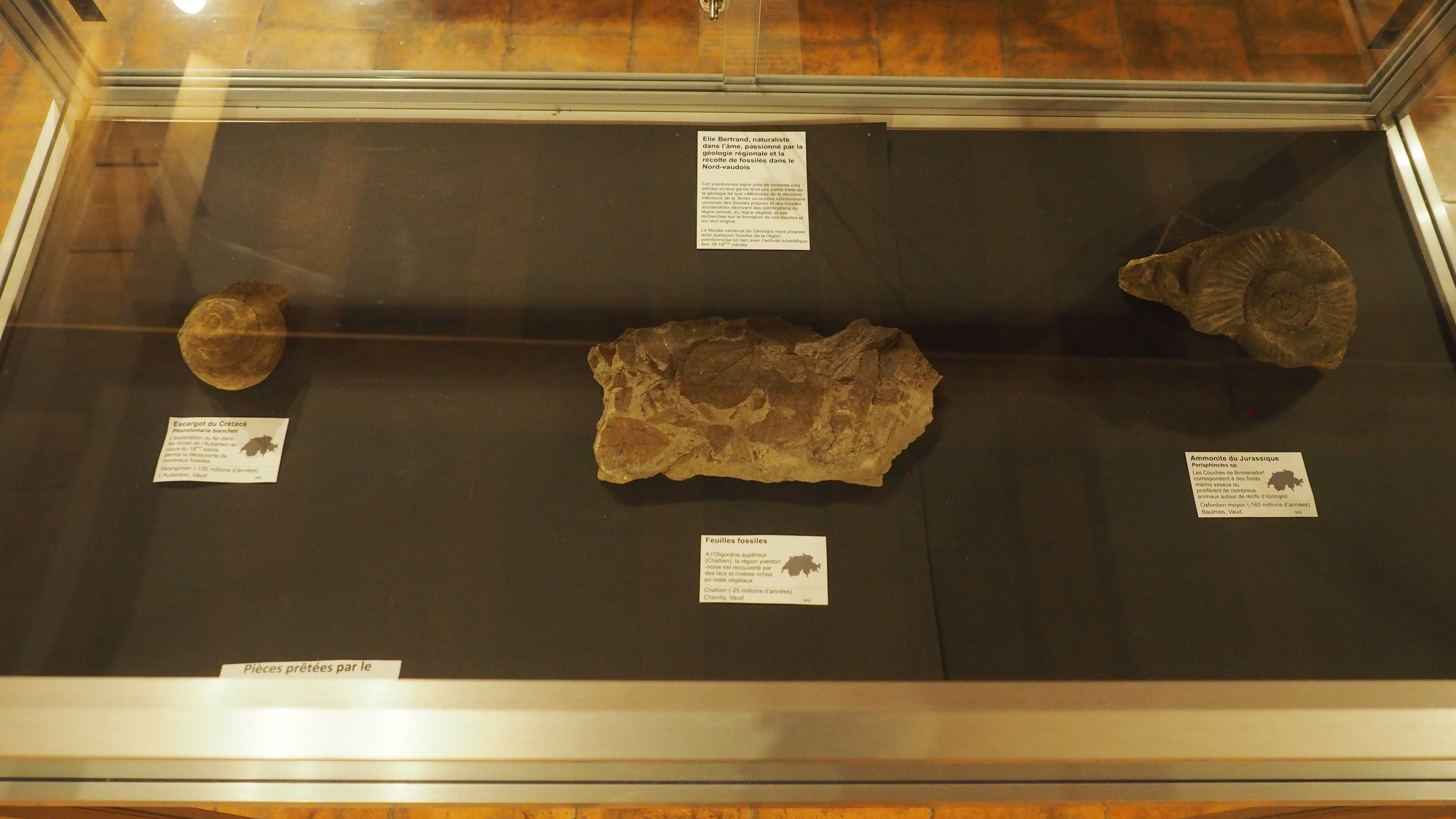 ExpoFlash : pièces du Musée de Géologie